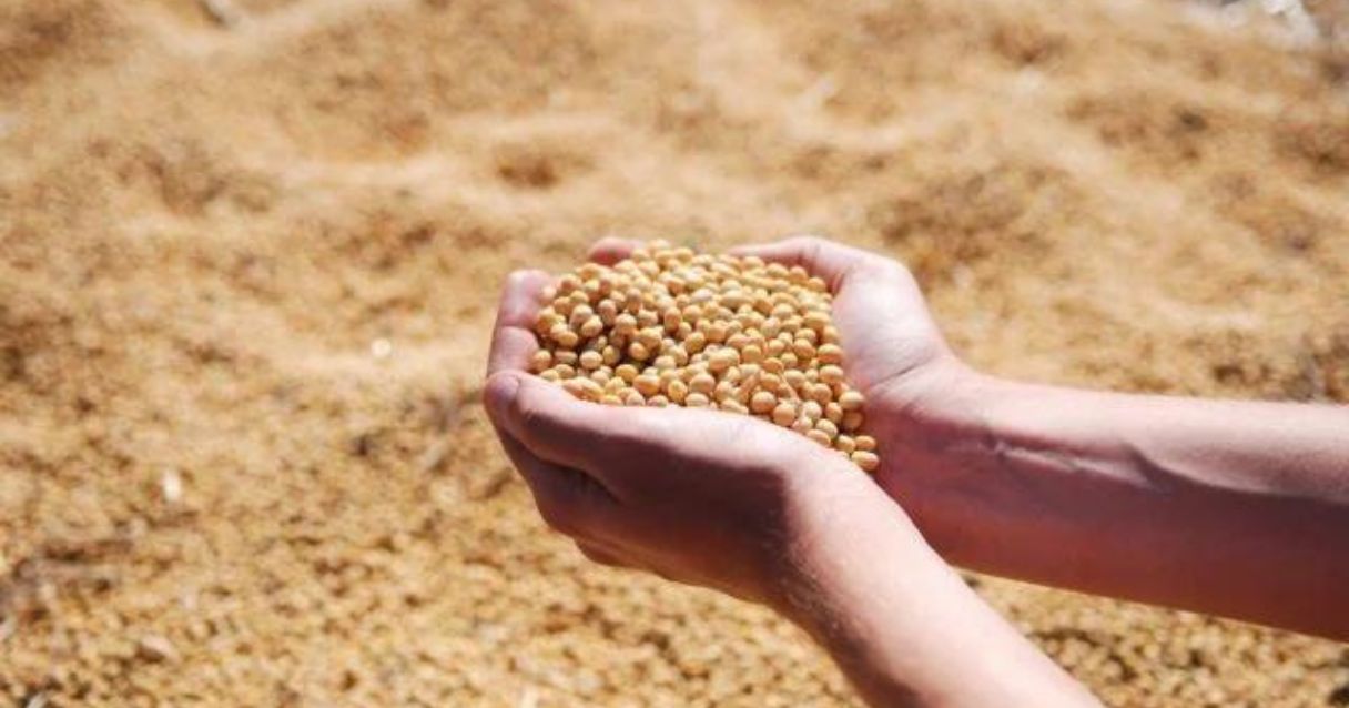 Blog conecta.ag | Irregularidade nas chuvas e calor preocupam sojicultores