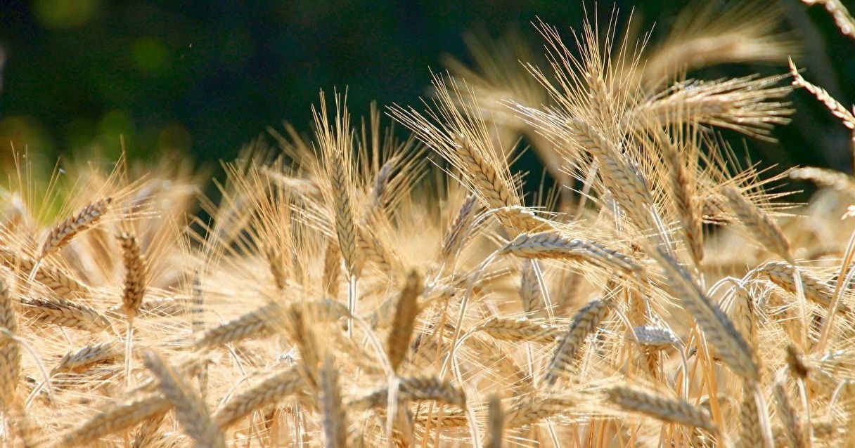 Blog Conecta.ag | Trigo: veja aqui tend&ecirc;ncias e oportunidades do mercado